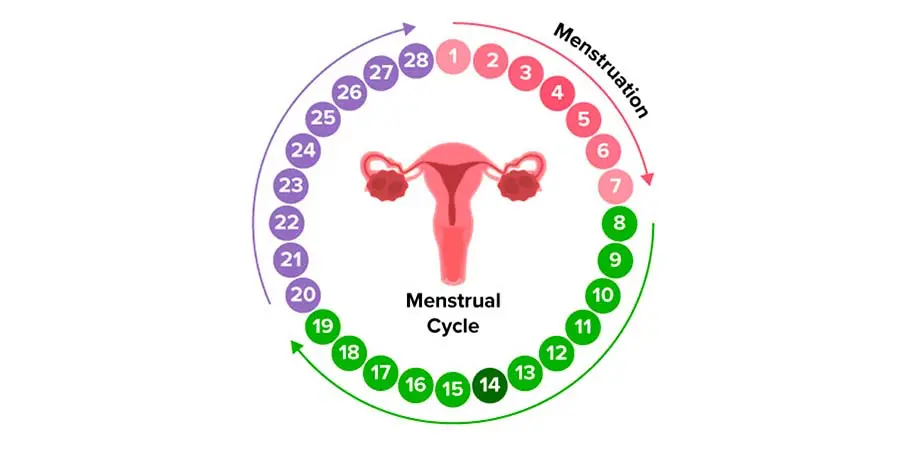 Foto del ciclo menstrual de una mujer con la regla