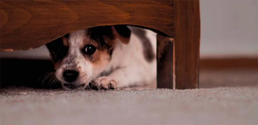 Perro asustado por ruídos de petardos en la noche de San Juan escondido debajo de la cama