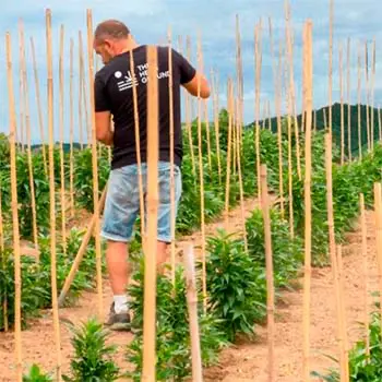 Trabajador de The Hemp Ground cultivando semillas de CBD en un cultivo outdoor