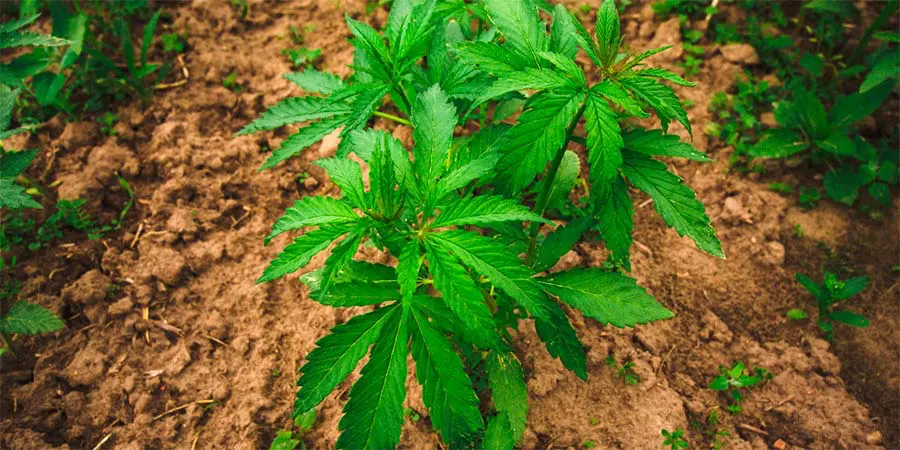 Hoja de marihuana plantada en la tierra de manera natural