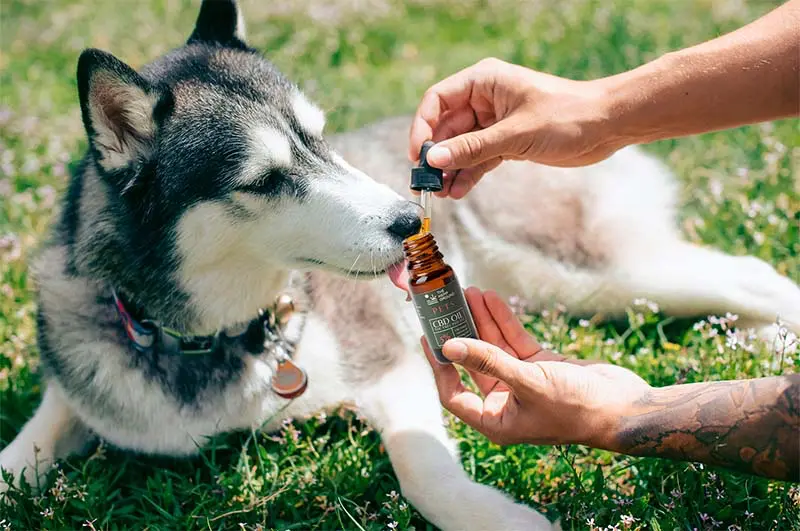 Perro de raza Husky tomando aceite de CBD para mascotas