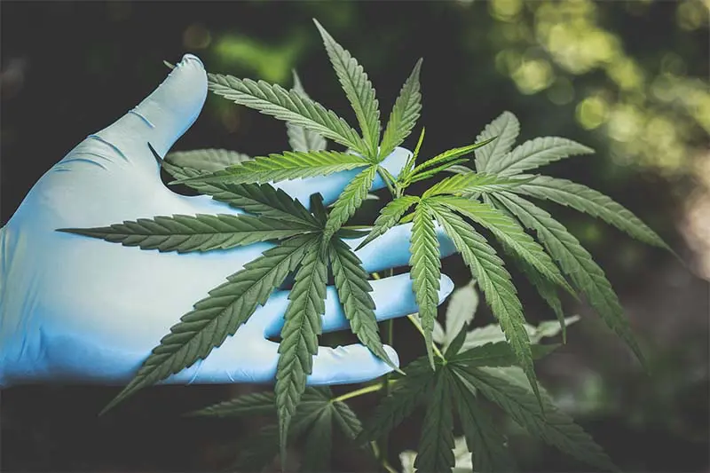 Mano con guante azul sujetando hojas de cannabis